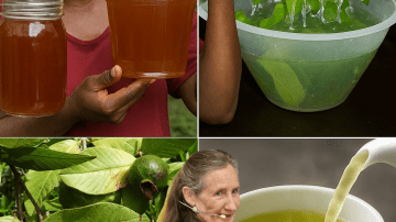 🌿 17 Life-Changing Health Benefits of Euphorbia Hirta That Will Transform Your Wellness Journey