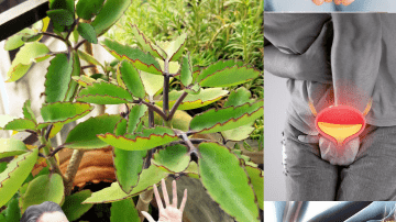 🌿 Unlock the Secret to Vibrant Health: The Everywoman Combo Revolution