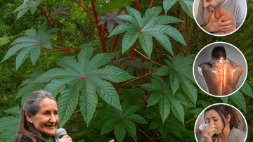 🍷 The Forbidden Love Elixir: Okra, Cloves, and Cinnamon Water That Singles Must Avoid at All Costs