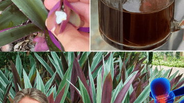 🌟 What If Your Teeth Could Heal Themselves? Discover the Natural Secrets to a Bulletproof Smile