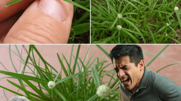 Unveiling Garlic’s Hidden Dangers: 8 Common Mistakes That Could Sabotage Your Health