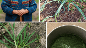 Unveiling the Hidden Power of Onions: A Natural Elixir for Bladder and Prostate Health