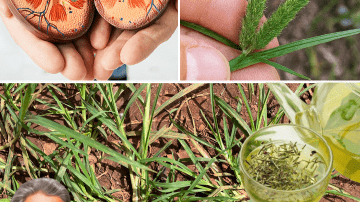 Unlock the Secret to Youthful Hair: Why Papaya Leaves Are Your Ultimate Haircare Game-Changer