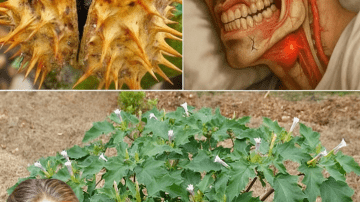 🌟 What If a Simple Water Bottle Could Hatch Your Dream Chicks?