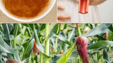 🍌 What If Boiling Green Bananas Unlocks Your Best Health Ever?