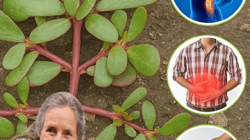 🌽 Corn Silk’s Hidden Powers: 30 Mind-Blowing Benefits for Total Wellness