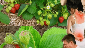 Unlock the Secret to Vibrant Health: Why Cucumber, Ginger, Mint, Lemon, and Water Should Be Your Daily Ritual