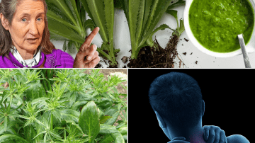 đż What If One Simple Cup of Tea Could Melt Away Your Daily Stress, Bloat, and Fatigue?