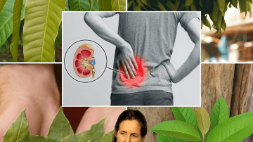 Can Guava Leaves Secretly Reverse Tooth Decay Before It’s Too Late?