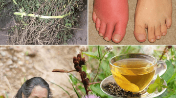 Can Guava Leaves Secretly Reverse Tooth Decay Before It’s Too Late?