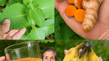 🌿Discover the Hidden Powers of Purple Maguey