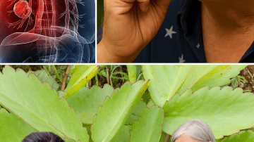 🌿 Unlock the Hidden Magic of Goose Grass: Your Ultimate Wellness Secret