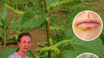 🌿 Unlock the Hidden Magic of Goose Grass: Your Ultimate Wellness Secret