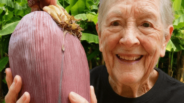 What If One Leaf Could Heal Your Body from Head to Toe?