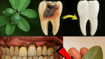 What If One Leaf Could Heal Your Body from Head to Toe?